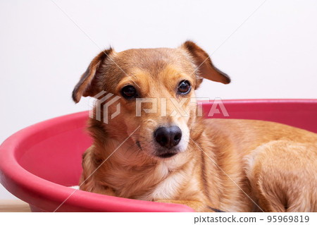 A red dog lies in a red couch 95969819