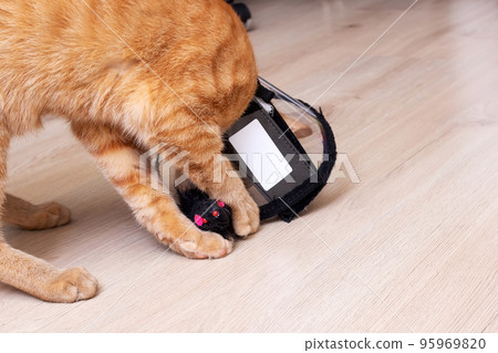 Cat in protective collar plays with mouse 95969820