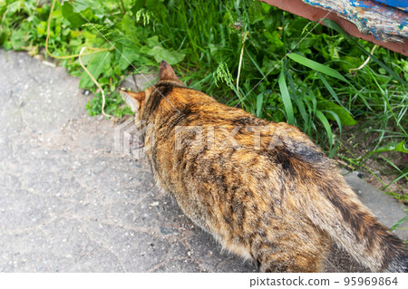 Tricolor cat sniffs grass and walking closeup Tricolor cat sniffs grass and walking closeup 95969864