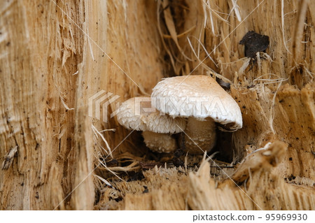 Yellow mushrooms on the tree, Pholiota Destruens 95969930