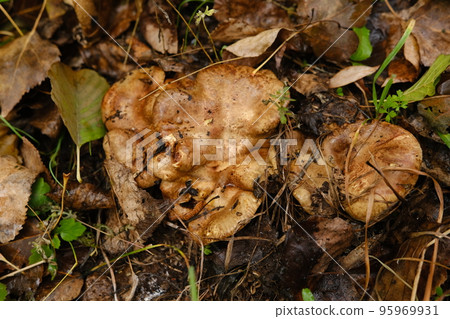 huge mushroom lepista nuda, also clitocybe nuda wood blewit mushroom in the autumn forest day. Mushroomer mushroom in the forest huge mushroom lepista nuda, also clitocybe nuda wood blewit mushroom in the autumn forest day. Mushroomer mushroom in the forest 95969931