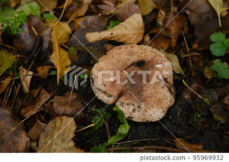 huge mushroom lepista nuda, also clitocybe nuda wood blewit mushroom in the autumn forest day. Mushroomer mushroom in the forest huge mushroom lepista nuda, also clitocybe nuda wood blewit mushroom in the autumn forest day. Mushroomer mushroom in the forest 95969932