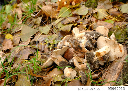 Tricholoma albobrunneum, mushrooms from Ukraine. mushrooms in the forest on the grass 95969933