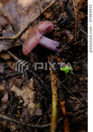 Amazing edible mushroom Lepista nuda commonly known as wood blewit in autumn forest. Ukraine, Europe. Amazing edible mushroom Lepista nuda commonly known as wood blewit in autumn forest. Ukraine, Europe. 95969935