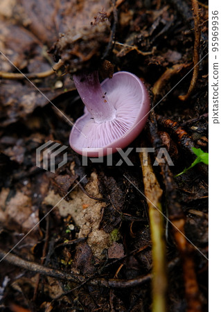 Amazing edible mushroom Lepista nuda commonly known as wood blewit in autumn forest. Ukraine, Europe. Amazing edible mushroom Lepista nuda commonly known as wood blewit in autumn forest. Ukraine, Europe. 95969936