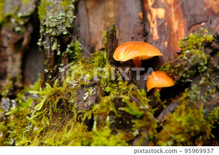 Flammulina velutipes, an edible mushroom in the natural environment. honey agaric winter 95969937
