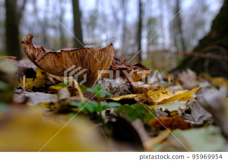 huge mushroom lepista nuda, also clitocybe nuda wood blewit mushroom in the autumn forest day. Mushroomer mushroom in the forest 95969954