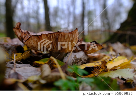 huge mushroom lepista nuda, also clitocybe nuda wood blewit mushroom in the autumn forest day. Mushroomer mushroom in the forest huge mushroom lepista nuda, also clitocybe nuda wood blewit mushroom in the autumn forest day. Mushroomer mushroom in the forest 95969955