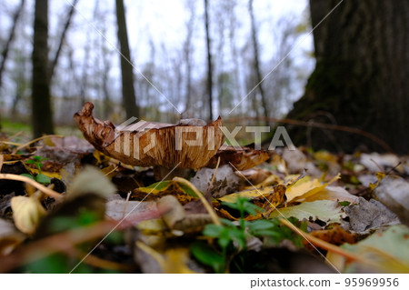 huge mushroom lepista nuda, also clitocybe nuda wood blewit mushroom in the autumn forest day. Mushroomer mushroom in the forest huge mushroom lepista nuda, also clitocybe nuda wood blewit mushroom in the autumn forest day. Mushroomer mushroom in the forest 95969956