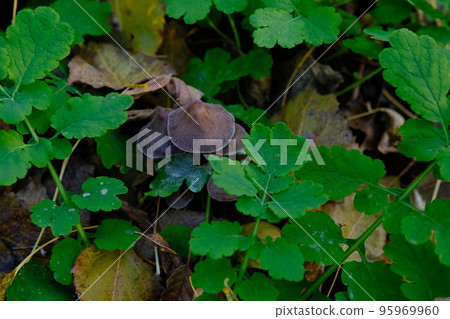 mushroom Coprinellus micaceus. Group of mushrooms on woods in nature in autumn forest mushroom Coprinellus micaceus. Group of mushrooms on woods in nature in autumn forest 95969960
