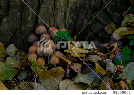 mushroom Coprinellus micaceus. Group of mushrooms on woods in nature in autumn forest 95969961