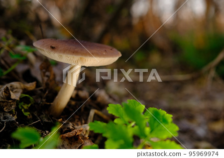 Deer Mushroom Pluteus cervinus on a birch tree stump among fooliage 95969974