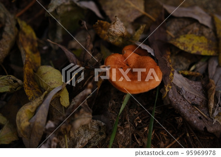 The top view and close-up of the orange-brown to orange-yellow mushroom hat of a false chanterelle, Hygrophoropsis aurantiaca. 95969978