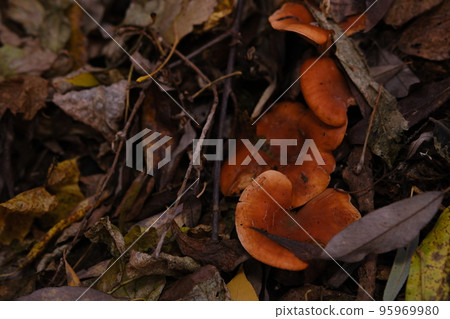 The top view and close-up of the orange-brown to orange-yellow mushroom hat of a false chanterelle, Hygrophoropsis aurantiaca. 95969980