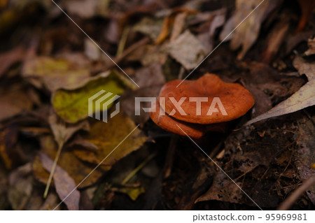 The top view and close-up of the orange-brown to orange-yellow mushroom hat of a false chanterelle, Hygrophoropsis aurantiaca. 95969981