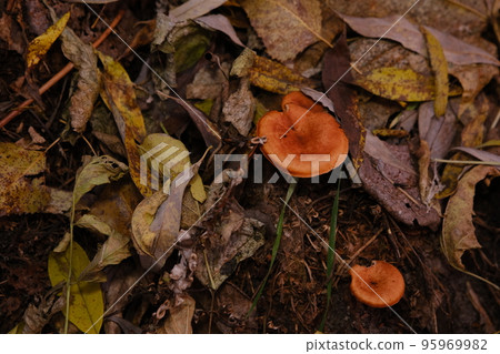 The top view and close-up of the orange-brown to orange-yellow mushroom hat of a false chanterelle, Hygrophoropsis aurantiaca. The top view and close-up of the orange-brown to orange-yellow mushroom hat of a false chanterelle, Hygrophoropsis aurantiaca. 95969982