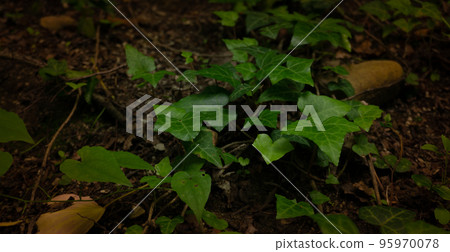 Common ivy grows on a street in southern Russia. Sochi, Lazarevskoe. Common ivy grows on a street in southern Russia. Sochi, Lazarevskoe. 95970078