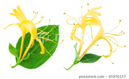 honeysuckle flower isolated on white background with full depth of field. Top view. Flat lay 95970157