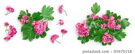 flower of hawthorn isolated on white background. Crataegus Pauls Scarlet. Top view. Flat lay flower of hawthorn isolated on white background. Crataegus Pauls Scarlet. Top view. Flat lay 95970158