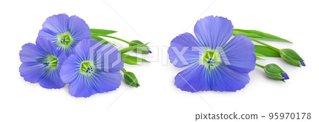 Flax blue flowers closeup isolated on white background Flax blue flowers closeup isolated on white background 95970178