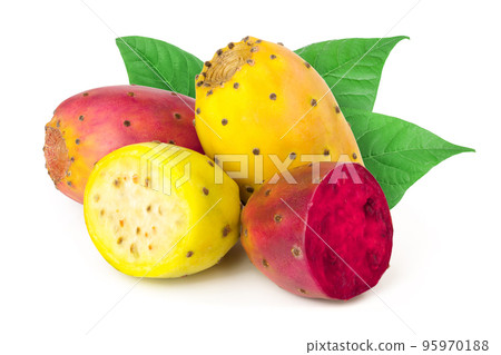 yellow and red prickly pear or opuntia isolated on a white background yellow and red prickly pear or opuntia isolated on a white background 95970188