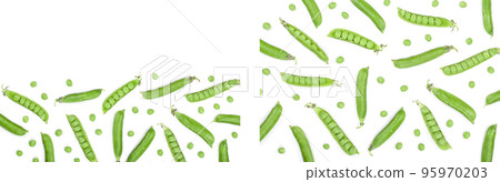 Fresh green pea pod isolated on white background with copy space for your text. Top view. Flat lay pattern Fresh green pea pod isolated on white background with copy space for your text. Top view. Flat lay pattern 95970203