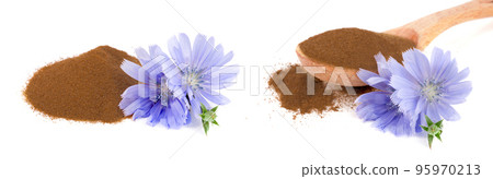 chicory flower and powder of instant chicory isolated on a white background. Cichorium intybus. chicory flower and powder of instant chicory isolated on a white background. Cichorium intybus. 95970213