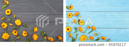 Calendula. Marigold flower on black white background with copy space for your text. Top view 95970217