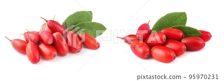 fresh barberry with leaves isolated on a white background 95970231