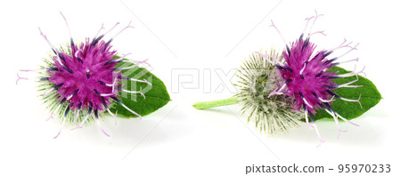 Burdock flower isolated on white background. Medicinal plant: Arctium Burdock flower isolated on white background. Medicinal plant: Arctium 95970233