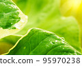 soft focus Green and white leaves, raindrops and sun rays in the evening. 95970238