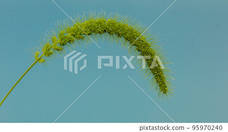 Green grass flowers on a natural background. Green grass flowers on a natural background. 95970240