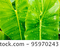 water drops on green leaf. 95970243