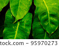 Raindrops on a leaf with a white-green pattern. 95970273