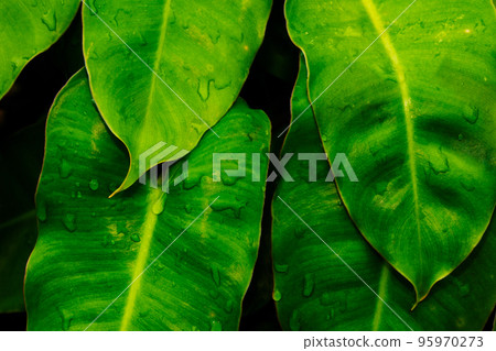 Raindrops on a leaf with a white-green pattern. 95970273