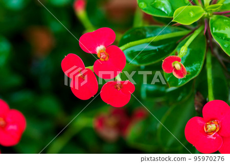 Beautiful Euphorbia Milii Desmoul flower on tree. Beautiful Euphorbia Milii Desmoul flower on tree. 95970276