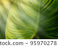 soft focus Green leaves,  and sun rays in the evening. 95970278