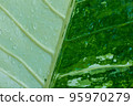 Raindrops on a leaf with a white-green pattern. 95970279