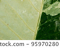 Raindrops on a leaf with a white-green pattern. 95970280