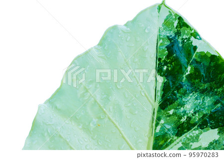 soft focus Green and white leaves on raindrops . soft focus Green and white leaves on raindrops . 95970283