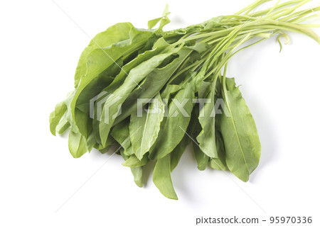 Fresh sorrel leaves Fresh sorrel leaves 95970336