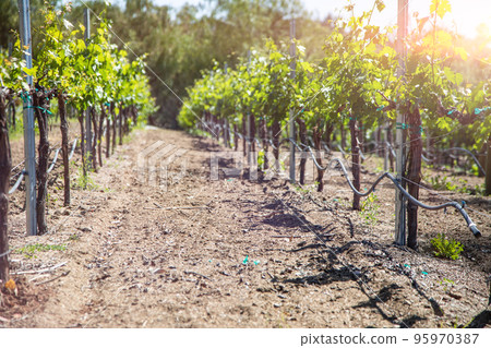 Beautiful Wine Grape Vineyard In The Morning Sun. 95970387