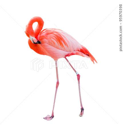 Beautiful Flamingo Isolated on White Background. 95970398