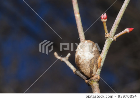 Cocoon of Iraga 95970854