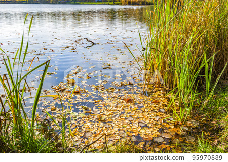 Birch leaves on water 95970889