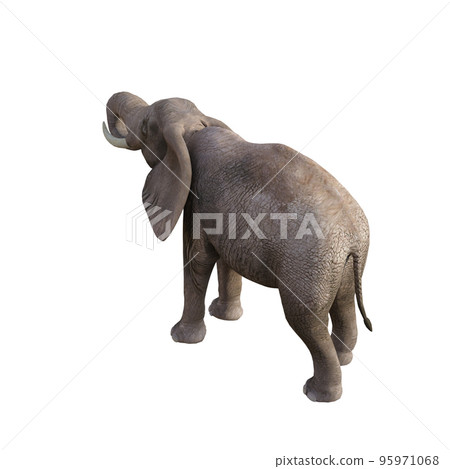 Illustration of an elephant in different poses and angles for collage or clip art. Pose number 1 isolated on white background. 3D rendering illustration. 95971068