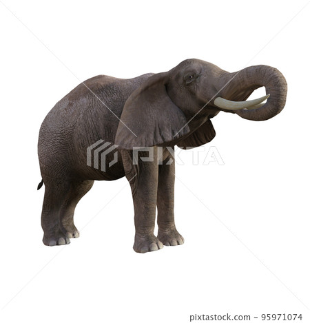 Illustration of an elephant in different poses and angles for collage or clip art. Pose number 1 isolated on white background. 3D rendering illustration. Illustration of an elephant in different poses and angles for collage or clip art. Pose number 1 isolated on white background. 3D rendering illustration. 95971074