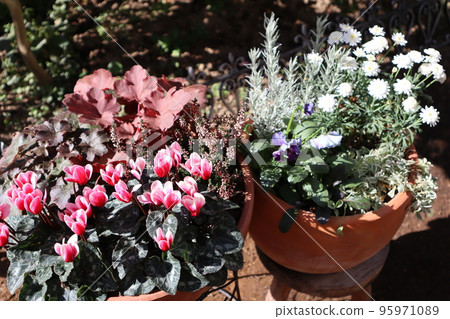 園中秋冬季花卉群植 園中秋冬季花卉群植 95971089