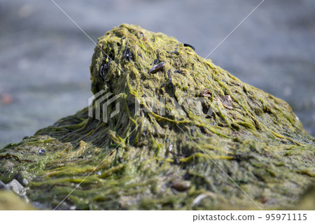 Algae on the shore of the Baltic Sea. Sea beach with green algae. Beach pollution. Algae problem. 95971115
