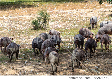 Iberian pigs grazing among the oaks on the fields at Membrio, Extremadura in Spain 95971549